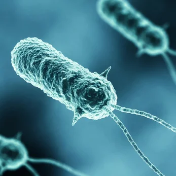 Bacteria Legionella observada al microscopio — morfología de bacilo gram-negativo